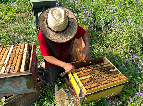石鎚養蜂さんの蜂蜜採取